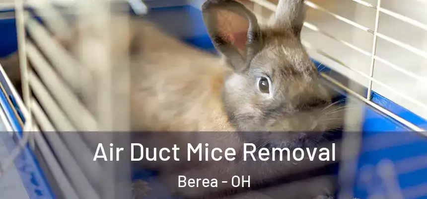  Air Duct Mice Removal Berea - OH
